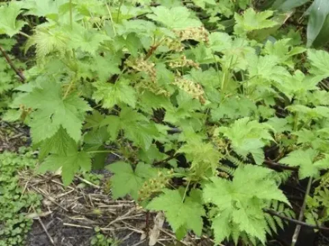 Japanese currant