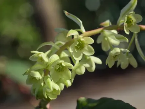 Laurel-leaf currant