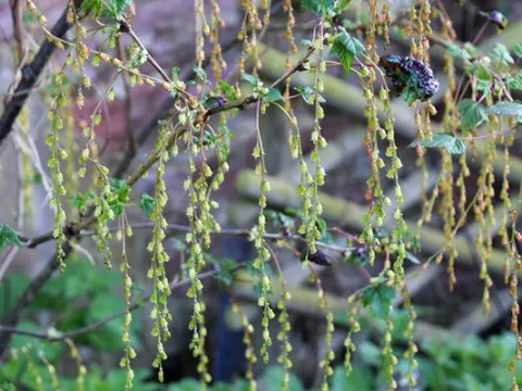 Long-raceme currant