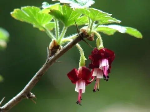 Lobb's currant