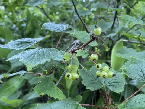 Broad-leaved currant