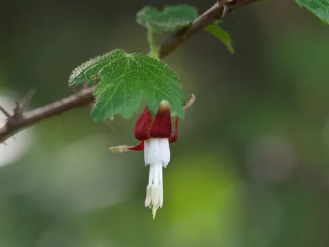 Menzies' currant