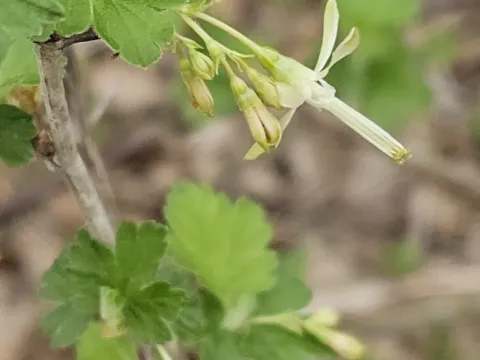 Missouri currant