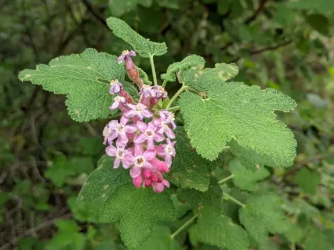 Chaparral currant