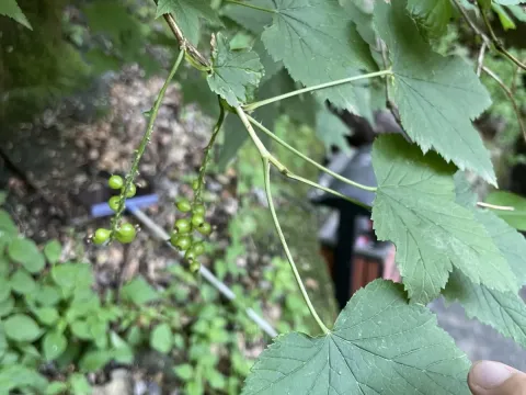 Manchurian currant