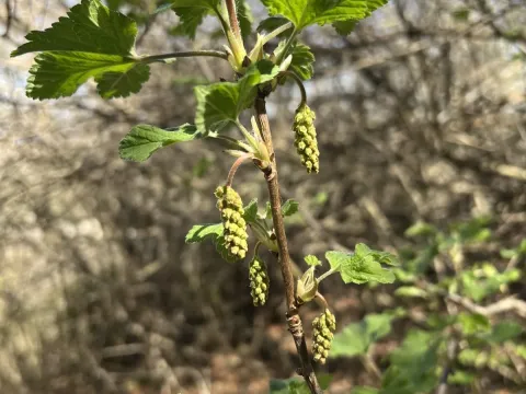 Смородина многоцветковая