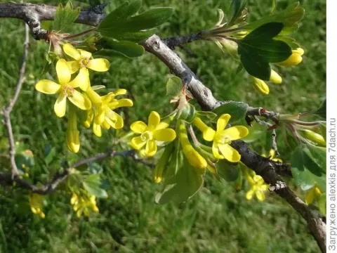 Buffalo currant