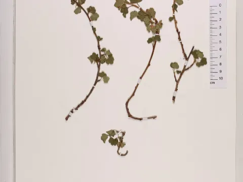 Eastern currant