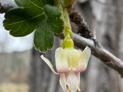 Hawthorn-leaved currant