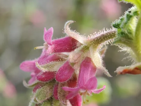 Purple currant