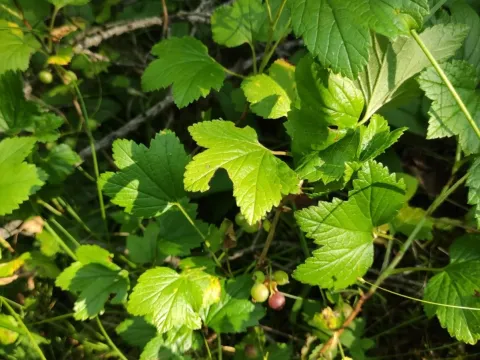 Ribes procumbens