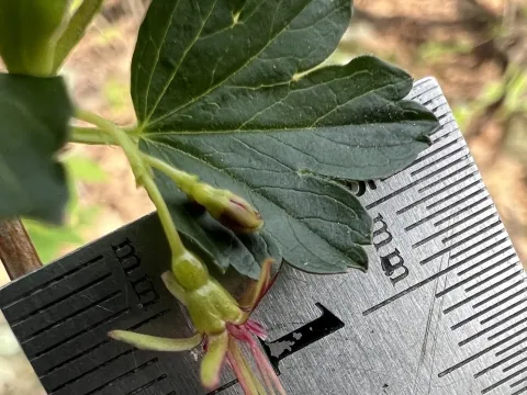 Roundleaf gooseberry