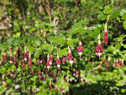 Sierra gooseberry