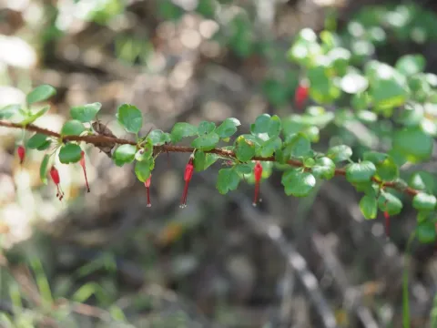 Fuchsia-flowered gooseberry
