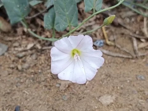 Bindweed