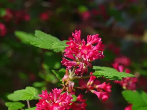 Ribes stenocarpum