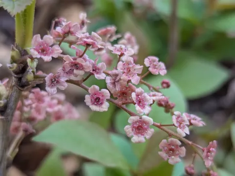 Swamp red currant