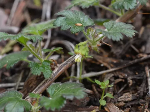 Tulare currant