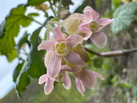 Sticky currant
