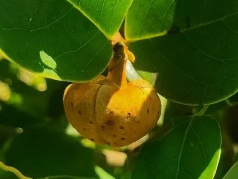 Роллиния
