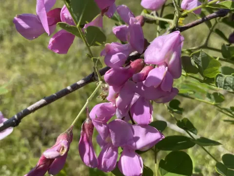 Boynton's locust