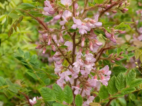 Robinia leucantha
