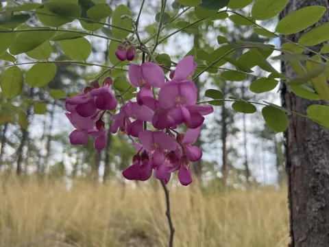 Robinia elliottii