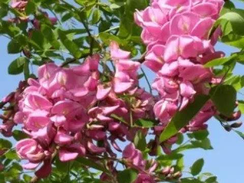 Robinia slavinii
