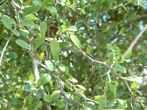 Rochefortia