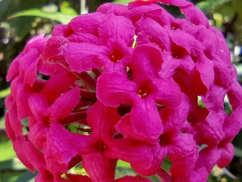 Rondeletia
