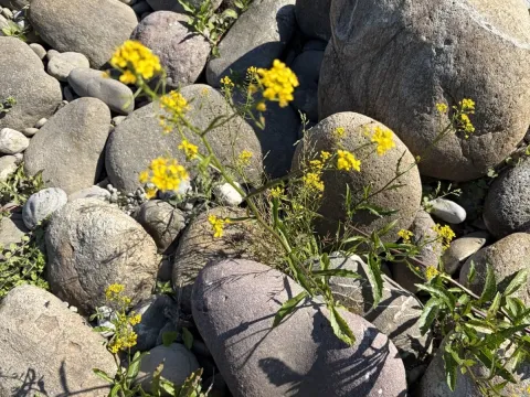 Great yellowcress