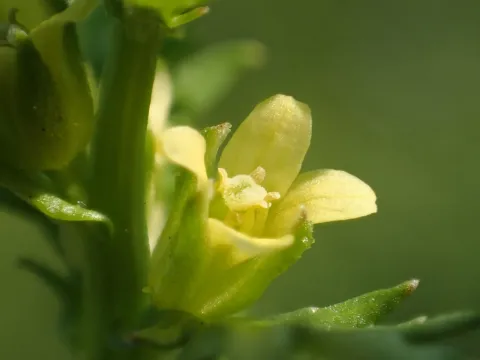 Canton cress
