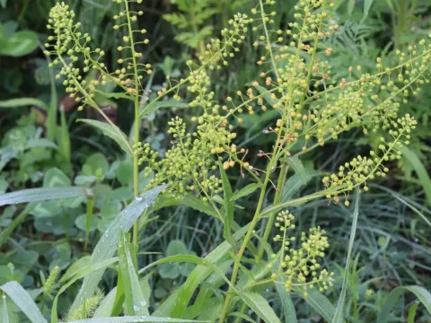 Rorippa globosa