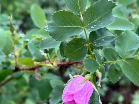 Prickly rose