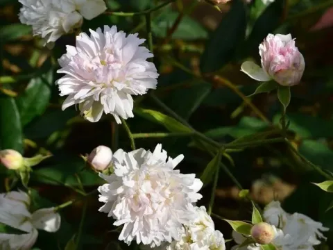 Anemone rose