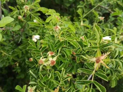 Field rose