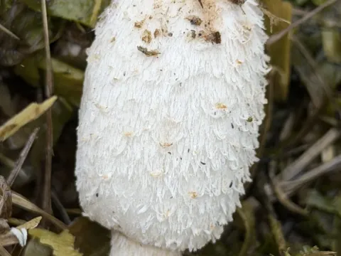 Shaggy mane