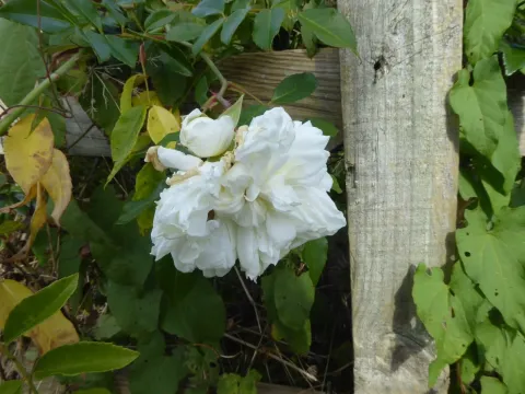 White Rose