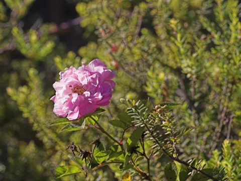 Damask rose