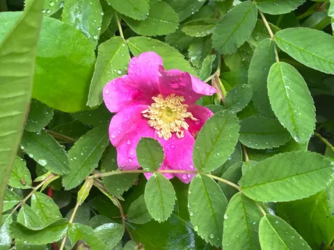 Smooth rose