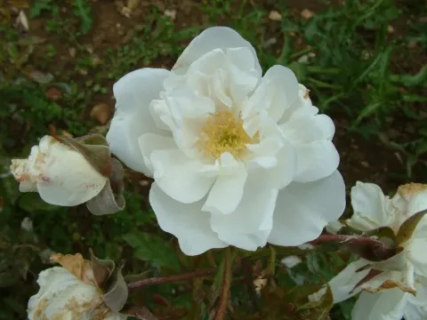 Bruant Rose