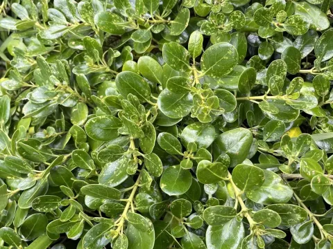 Coprosma