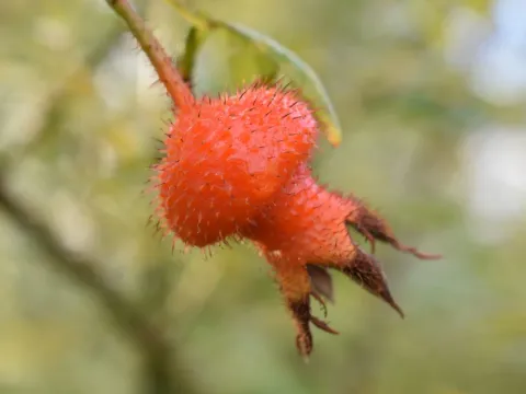 Роза Кори
