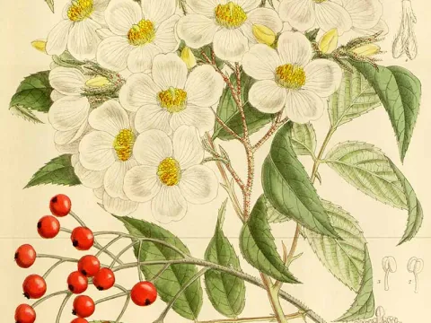 Cherry-fruited rose