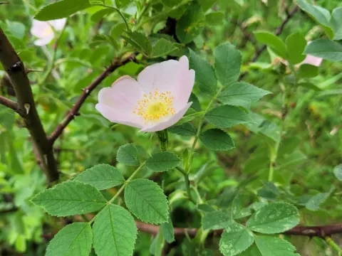 Hairy dog rose