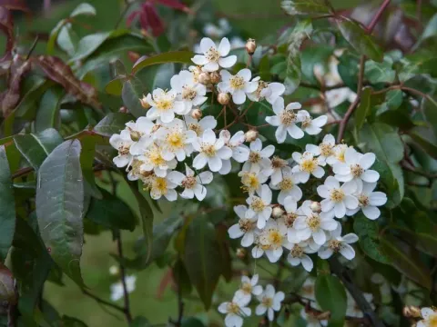 Rosa cymosa