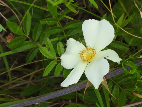 Leafy rose