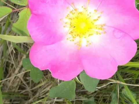 French rose