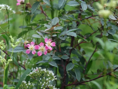 Red-leaved rose