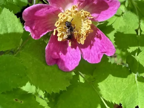 Rosa gymnocarpa